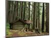 Rainforest and Sol Duc Shelter, Sol Duc Valley, Olympic National Park, Washington, USA-Jamie & Judy Wild-Mounted Photographic Print