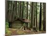 Rainforest and Sol Duc Shelter, Sol Duc Valley, Olympic National Park, Washington, USA-Jamie & Judy Wild-Mounted Photographic Print