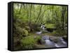 Rainforest and Waterfall in Biopark Near Entrance to Mount Kinabalu National Park, Sabah, Borneo-Mark Hannaford-Framed Stretched Canvas