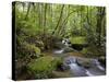 Rainforest and Waterfall in Biopark Near Entrance to Mount Kinabalu National Park, Sabah, Borneo-Mark Hannaford-Stretched Canvas