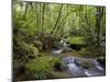 Rainforest and Waterfall in Biopark Near Entrance to Mount Kinabalu National Park, Sabah, Borneo-Mark Hannaford-Mounted Photographic Print