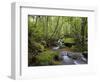 Rainforest and Waterfall in Biopark Near Entrance to Mount Kinabalu National Park, Sabah, Borneo-Mark Hannaford-Framed Photographic Print