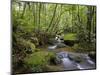 Rainforest and Waterfall in Biopark Near Entrance to Mount Kinabalu National Park, Sabah, Borneo-Mark Hannaford-Mounted Photographic Print