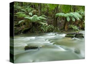 Rainforest, Beauchamp Falls, Great Ocean Road, Otway N.P., Victoria, Australia-Thorsten Milse-Stretched Canvas