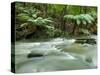 Rainforest, Beauchamp Falls, Great Ocean Road, Otway N.P., Victoria, Australia-Thorsten Milse-Stretched Canvas