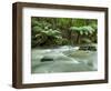 Rainforest, Beauchamp Falls, Great Ocean Road, Otway N.P., Victoria, Australia-Thorsten Milse-Framed Photographic Print