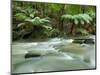 Rainforest, Beauchamp Falls, Great Ocean Road, Otway N.P., Victoria, Australia-Thorsten Milse-Mounted Photographic Print