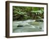 Rainforest, Beauchamp Falls, Great Ocean Road, Otway N.P., Victoria, Australia-Thorsten Milse-Framed Photographic Print