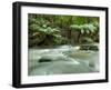 Rainforest, Beauchamp Falls, Great Ocean Road, Otway N.P., Victoria, Australia-Thorsten Milse-Framed Photographic Print