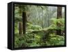 Rainforest, Bunyip State Park, Victoria, Australia, Pacific-Schlenker Jochen-Framed Stretched Canvas