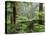 Rainforest, Bunyip State Park, Victoria, Australia, Pacific-Schlenker Jochen-Stretched Canvas