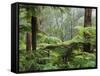 Rainforest, Bunyip State Park, Victoria, Australia, Pacific-Schlenker Jochen-Framed Stretched Canvas