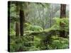 Rainforest, Bunyip State Park, Victoria, Australia, Pacific-Schlenker Jochen-Stretched Canvas