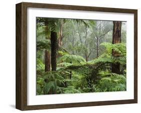 Rainforest, Bunyip State Park, Victoria, Australia, Pacific-Schlenker Jochen-Framed Photographic Print