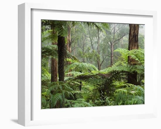 Rainforest, Bunyip State Park, Victoria, Australia, Pacific-Schlenker Jochen-Framed Photographic Print