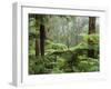 Rainforest, Bunyip State Park, Victoria, Australia, Pacific-Schlenker Jochen-Framed Photographic Print