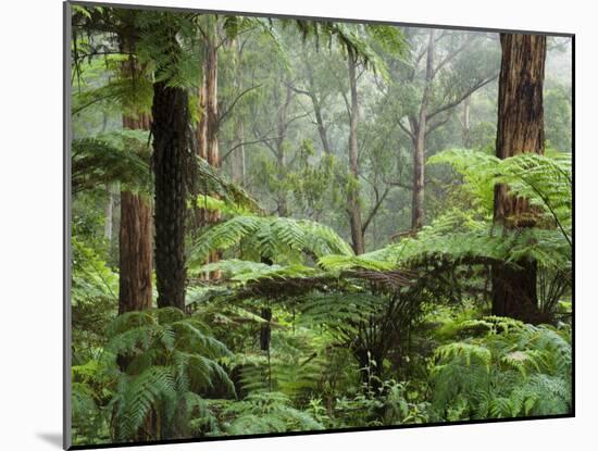 Rainforest, Bunyip State Park, Victoria, Australia, Pacific-Schlenker Jochen-Mounted Photographic Print
