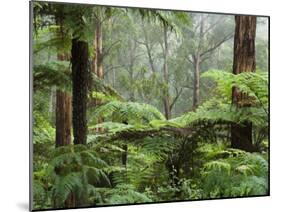 Rainforest, Bunyip State Park, Victoria, Australia, Pacific-Schlenker Jochen-Mounted Photographic Print