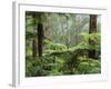 Rainforest, Bunyip State Park, Victoria, Australia, Pacific-Schlenker Jochen-Framed Photographic Print