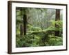 Rainforest, Bunyip State Park, Victoria, Australia, Pacific-Schlenker Jochen-Framed Photographic Print