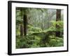 Rainforest, Bunyip State Park, Victoria, Australia, Pacific-Schlenker Jochen-Framed Photographic Print