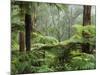 Rainforest, Bunyip State Park, Victoria, Australia, Pacific-Schlenker Jochen-Mounted Photographic Print