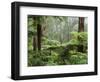 Rainforest, Bunyip State Park, Victoria, Australia, Pacific-Schlenker Jochen-Framed Photographic Print