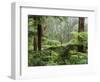 Rainforest, Bunyip State Park, Victoria, Australia, Pacific-Schlenker Jochen-Framed Photographic Print