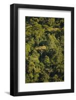 Rainforest Bwindi Impenetrable National Park-null-Framed Photographic Print