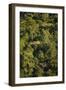 Rainforest Bwindi Impenetrable National Park-null-Framed Photographic Print