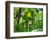 Rainforest Canopy, Cape Tribulation National Park, Queensland, Australia-Amanda Hall-Framed Photographic Print