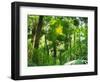 Rainforest Canopy, Cape Tribulation National Park, Queensland, Australia-Amanda Hall-Framed Photographic Print