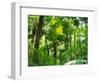 Rainforest Canopy, Cape Tribulation National Park, Queensland, Australia-Amanda Hall-Framed Photographic Print