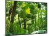 Rainforest Canopy, Cape Tribulation National Park, Queensland, Australia-Amanda Hall-Mounted Photographic Print