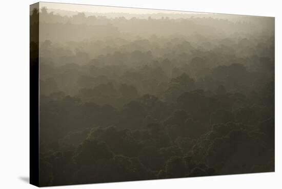 Rainforest Canopy, Guyana-Pete Oxford-Stretched Canvas