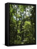 Rainforest Canopy in Arenal Hanging Bridges Park, Arenal, Costa Rica-Robert Harding-Framed Stretched Canvas