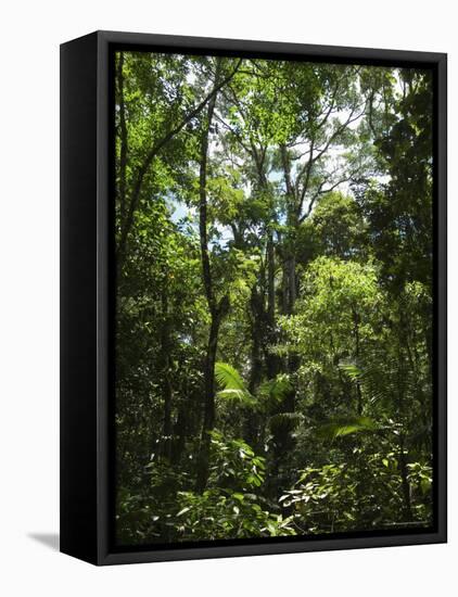 Rainforest Canopy in Arenal Hanging Bridges Park, Arenal, Costa Rica-Robert Harding-Framed Stretched Canvas