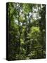 Rainforest Canopy in Arenal Hanging Bridges Park, Arenal, Costa Rica-Robert Harding-Stretched Canvas