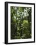 Rainforest Canopy in Arenal Hanging Bridges Park, Arenal, Costa Rica-Robert Harding-Framed Photographic Print