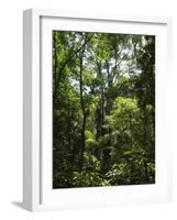 Rainforest Canopy in Arenal Hanging Bridges Park, Arenal, Costa Rica-Robert Harding-Framed Photographic Print