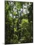 Rainforest Canopy in Arenal Hanging Bridges Park, Arenal, Costa Rica-Robert Harding-Mounted Photographic Print