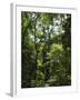 Rainforest Canopy in Arenal Hanging Bridges Park, Arenal, Costa Rica-Robert Harding-Framed Photographic Print