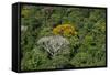 Rainforest Canopy. Kupinang Region, Guyana-Pete Oxford-Framed Stretched Canvas