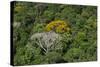 Rainforest Canopy. Kupinang Region, Guyana-Pete Oxford-Stretched Canvas