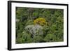 Rainforest Canopy. Kupinang Region, Guyana-Pete Oxford-Framed Photographic Print