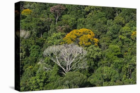 Rainforest Canopy. Kupinang Region, Guyana-Pete Oxford-Stretched Canvas