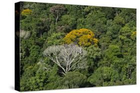 Rainforest Canopy. Kupinang Region, Guyana-Pete Oxford-Stretched Canvas