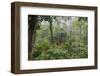 Rainforest Canopy Walkway, Sabah, Borneo, September 2015-Adrian Davies-Framed Photographic Print