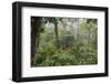 Rainforest Canopy Walkway, Sabah, Borneo, September 2015-Adrian Davies-Framed Photographic Print