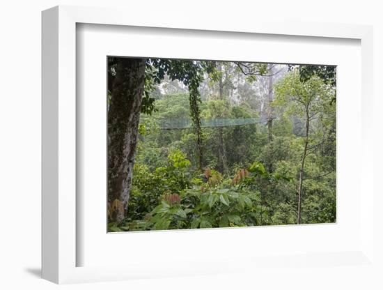 Rainforest Canopy Walkway, Sabah, Borneo, September 2015-Adrian Davies-Framed Photographic Print